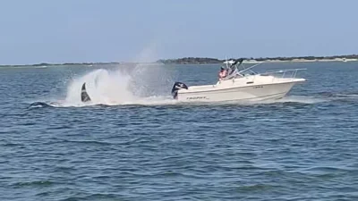 Whale killed in New Jersey waters after boat crashes into it