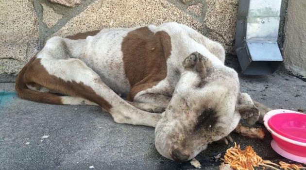 Los Angeles sokaklarında bitik halde bulunan köpeğin mucizevi dönüşümü