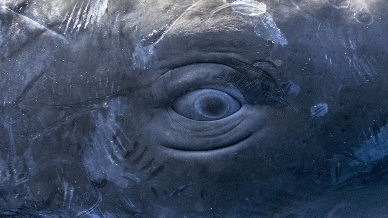 Scientists decode secret language of non-human intelligence in oceans ...