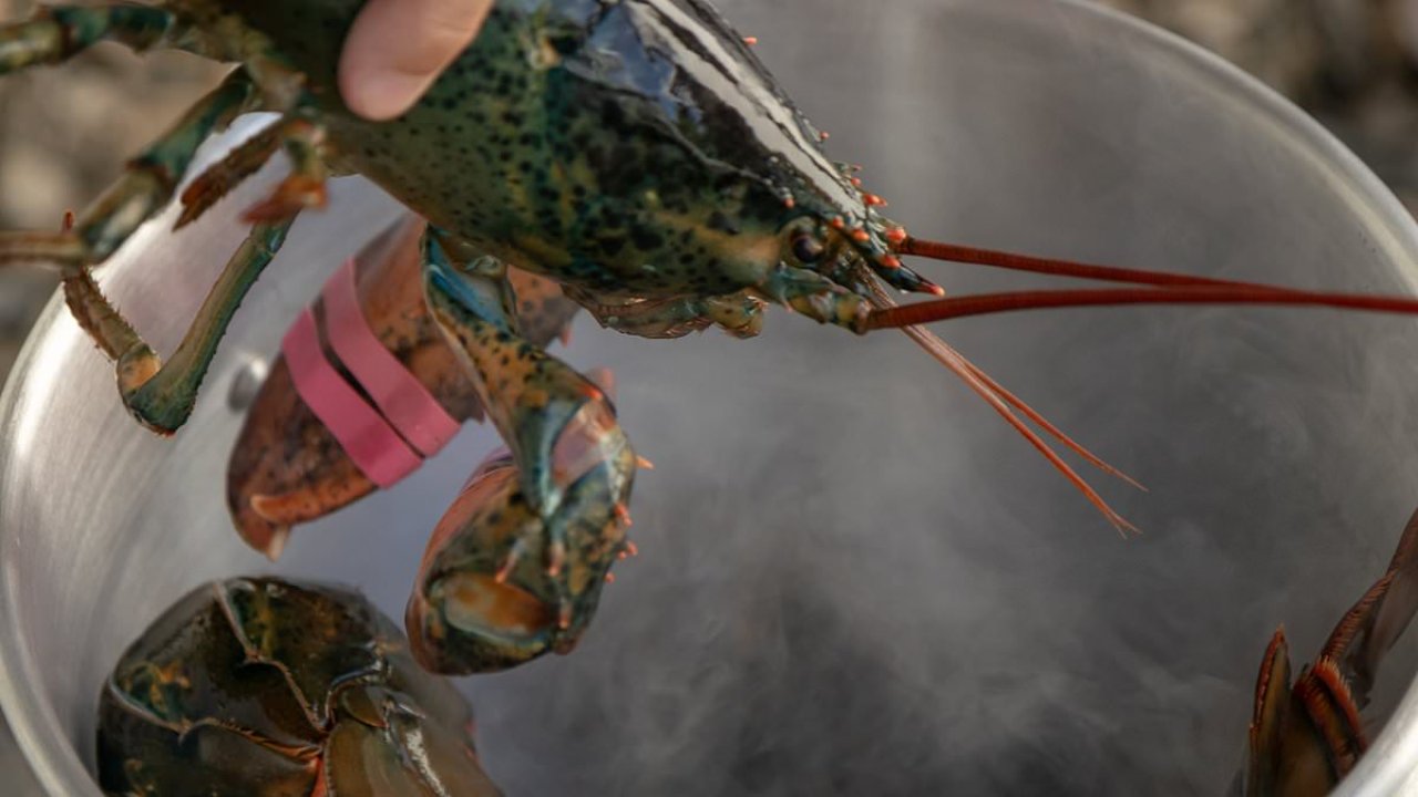 Scientists call for BAN on boiling lobsters alive - they can ...