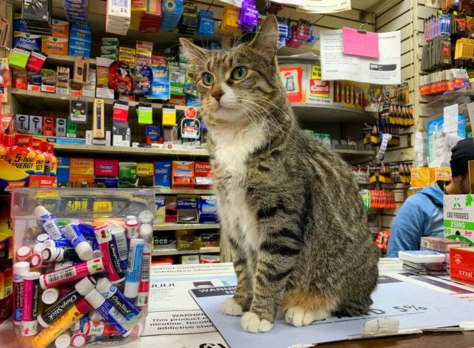 New York’ta “Bodega Kedileri” için yasal adım