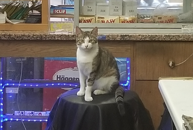 New York’ta “Bodega Kedileri” için yasal adım