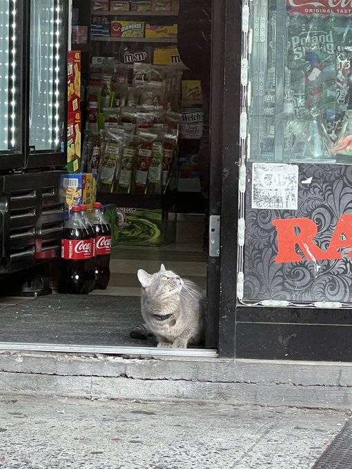 New York’ta “Bodega Kedileri” için yasal adım