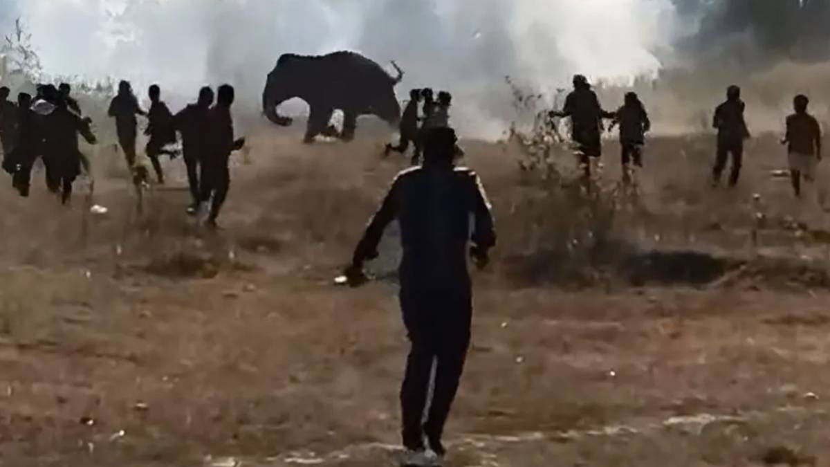 Kontrolden çıkan fil 10 günde 22 kişiyi öldürdü