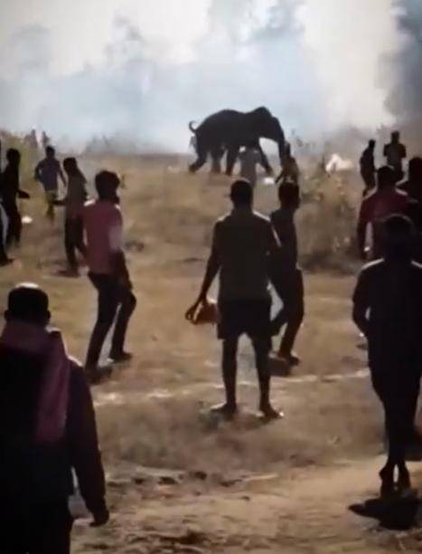 Kontrolden çıkan fil 10 günde 22 kişiyi öldürdü