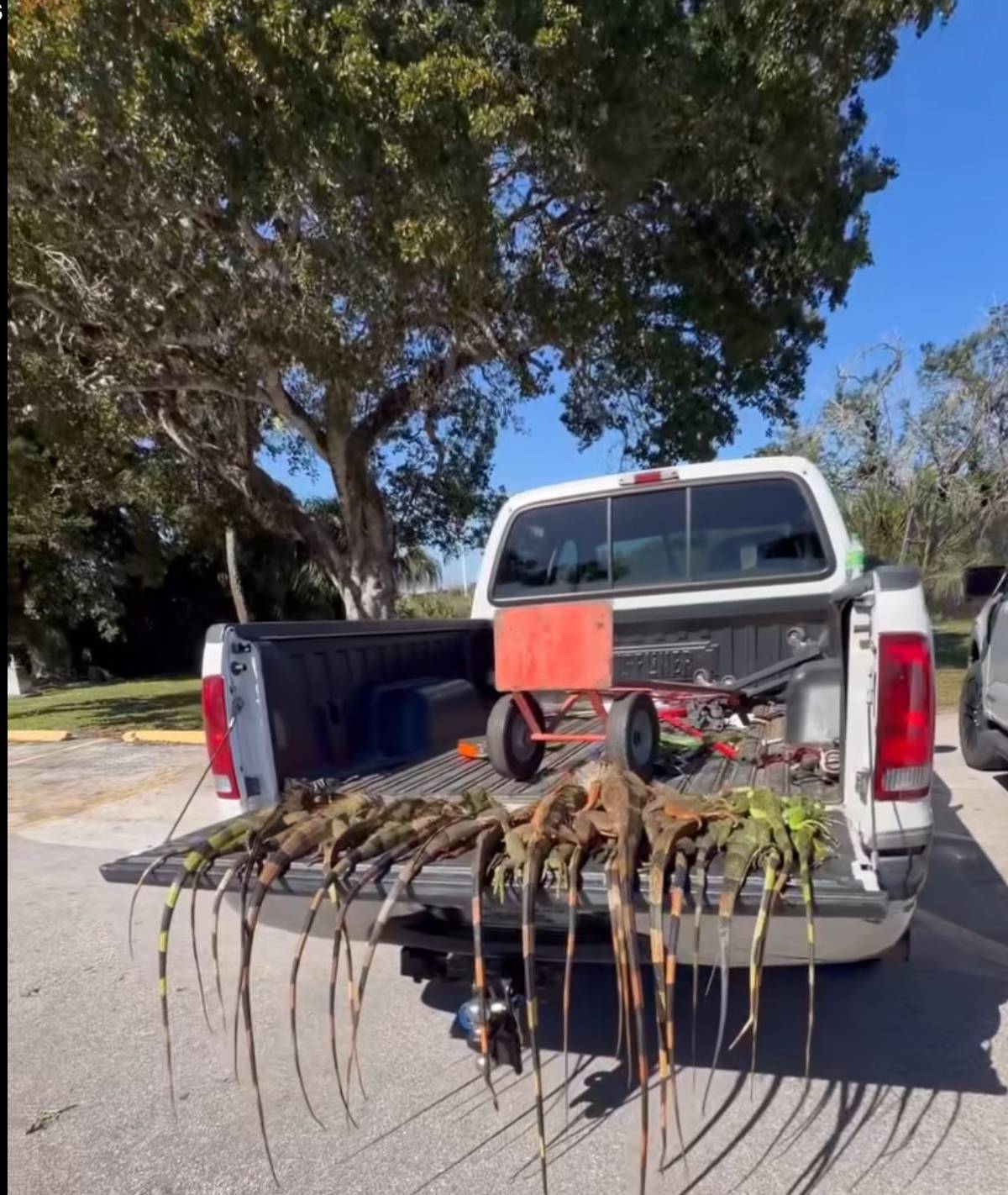 Florida’da bir günde 1.000’den fazla iguana toplandı