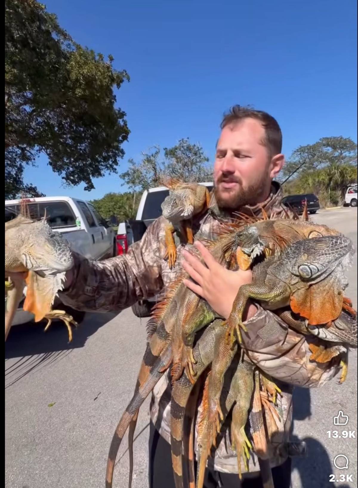 Florida’da bir günde 1.000’den fazla iguana toplandı