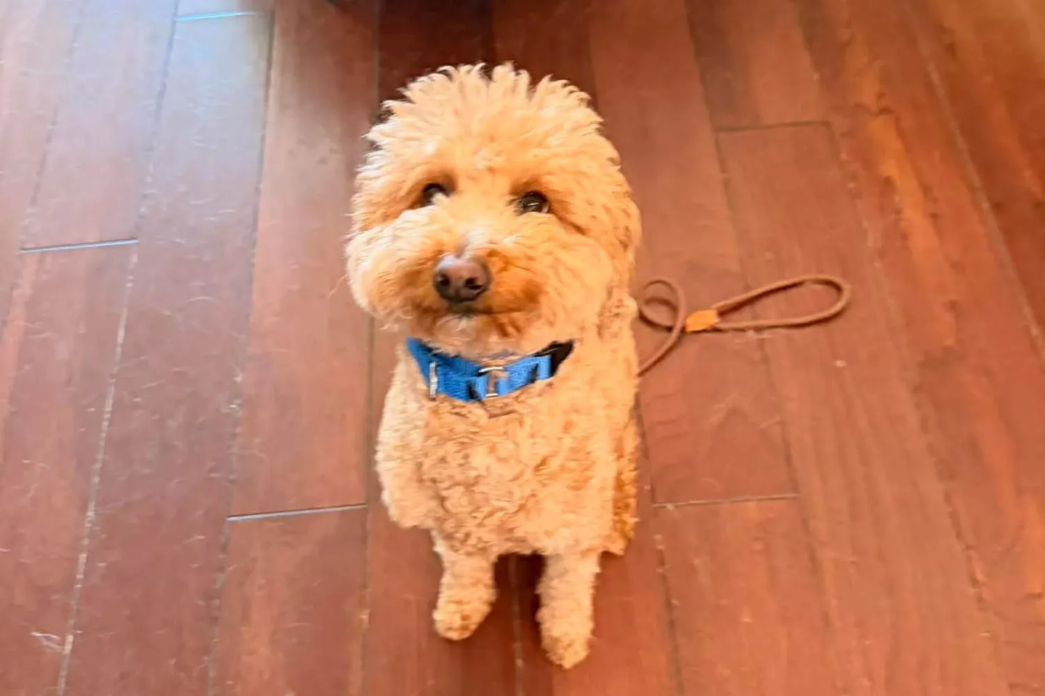 Havalimanında köpeğini terk eden kadın tutuklandı