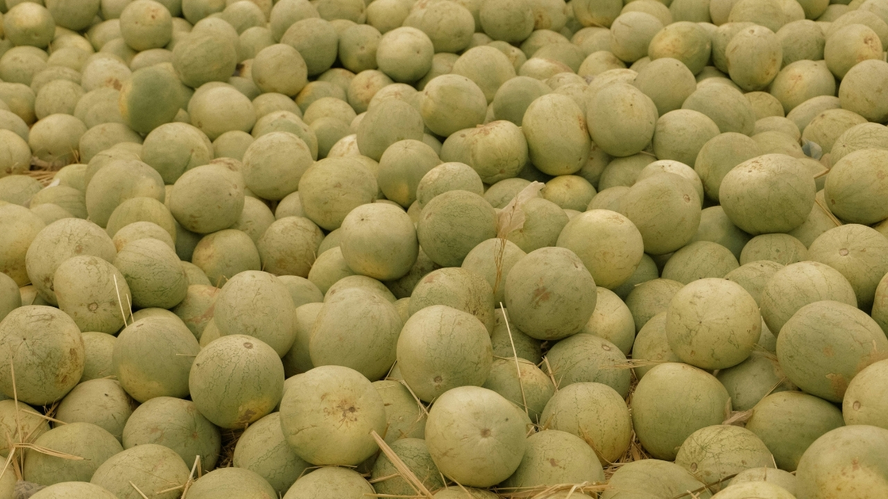 ABD’de kavun alarmı: Ölüm riski taşıyan geri çağırma